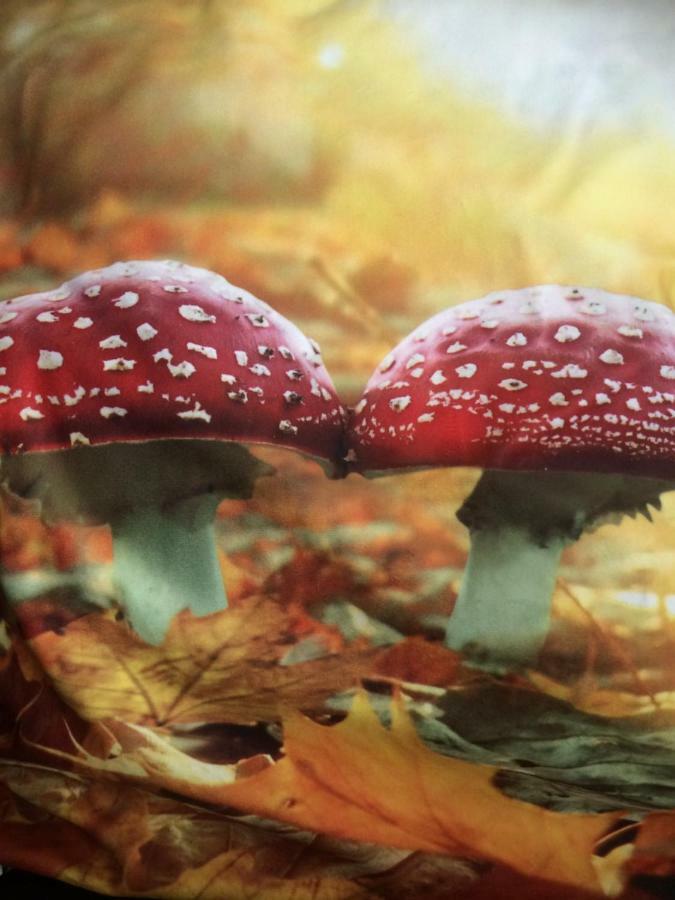 Au Coeur De La Flandre Leilighet Noordpeene Eksteriør bilde
